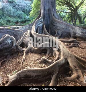 Buttressed roots, Moreton Bay Fig tree, Kauai, Hawaii, used in filming of Jurassic Park Stock Photo