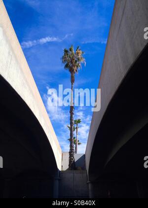 Palm trees between the lanes of Highway 101 in Santa Barbara, California. Stock Photo