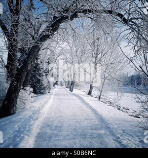 A section of the Bow river pathway, with view through the frosty trees to the river. Calgary, Alberta, Canada. Stock Photo