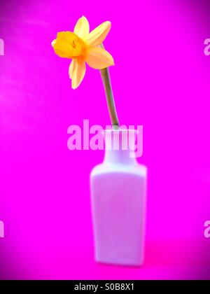 A single yellow daffodil in a vase. Stock Photo