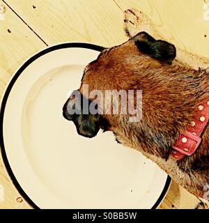 Border Terrier licking plate Stock Photo