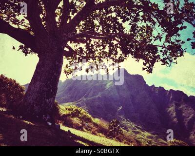 Large macadamia nut tree  in a park on east Oahu island in Hawaii Stock Photo