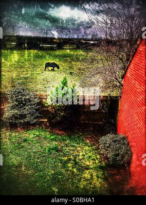 Horse in field as seen from bedroom window, Gravesend, Kent, South East England, United Kingdom, Europe Stock Photo