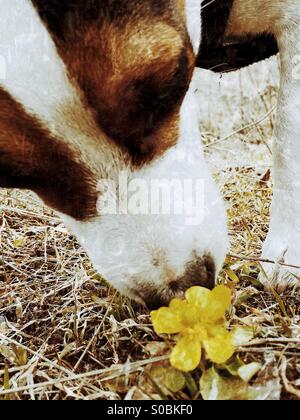 Dog sniffing a small yellow buttercup flower. Stock Photo