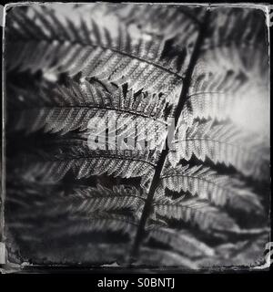 Fern lit by sunlight from behind Stock Photo