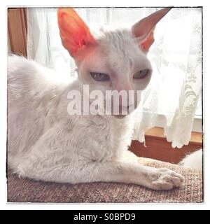 Cornish Rex cat Stock Photo