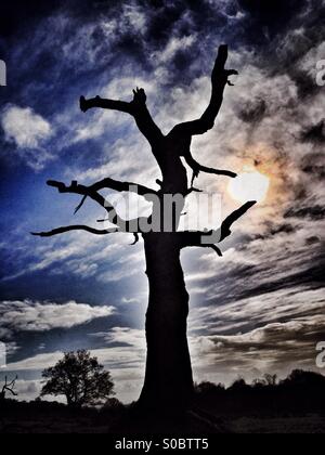 Silhouette of a dead tree with clouds and sun flare Stock Photo - Alamy