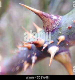 Rosebush thorns close up Stock Photo