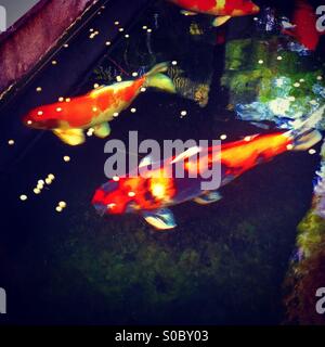 Catfishes in aquarium Stock Photo
