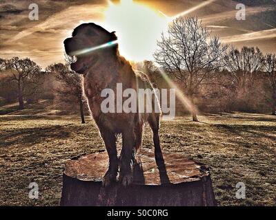 Dog standing on tree stump with sun rise behind her Stock Photo