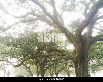 Live Oak trees, Charleston, South Carolina Stock Photo