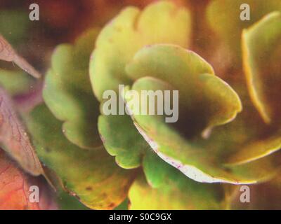 Aquilegia leaves Stock Photo