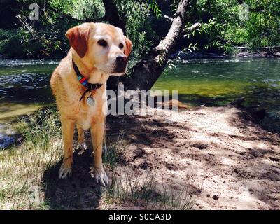 Golden Labrador by the river in Victorian Alps Australia Stock Photo