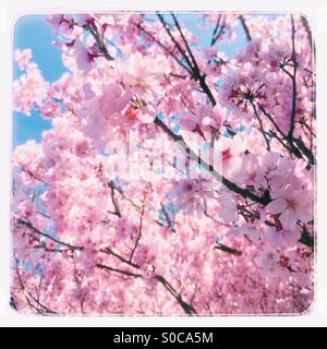 Pretty, pink sakura or cherry blossoms with blue sky in the background, with vintage frame.