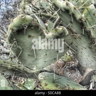 Heart shaped cactus in nature. Stock Photo