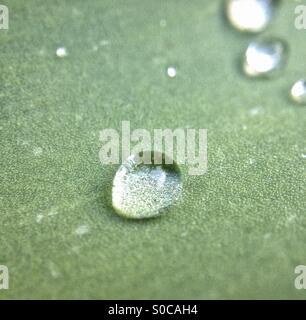 Rain drops on a tulip leaf Stock Photo