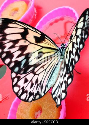 Paper Kite butterfly feeding Stock Photo