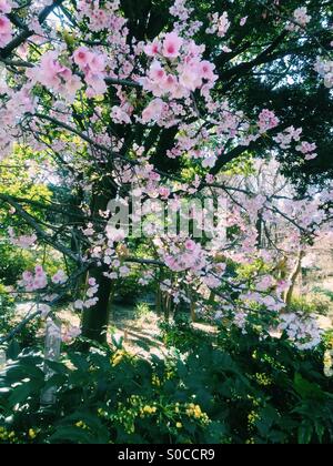 Beautiful, light pink sakura or cherry blossoms in Spring with trees and green leaves in background. Stock Photo