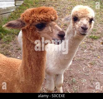 Young Male and Female Alpacas Stock Photo