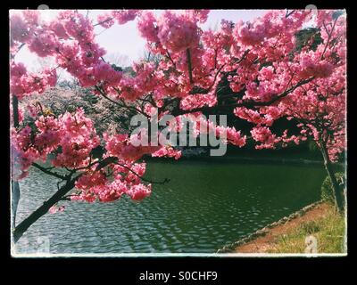 Pond with Yokohamahizakura, a variety of Sakura or cherry blossom with deep pink color. Black vintage frame. Stock Photo