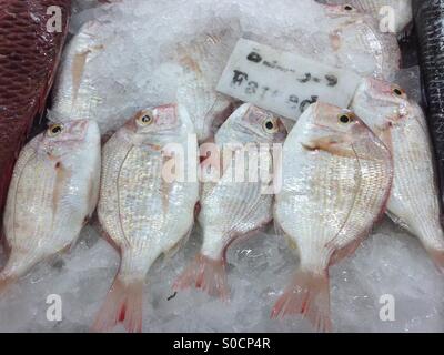 Fareeda fish on sale in Abu Dhabi Fish Market Stock Photo