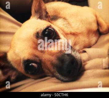 Dog with big eyes Stock Photo