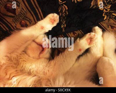 Angora cat sleeping on her back with her front legs up Stock Photo