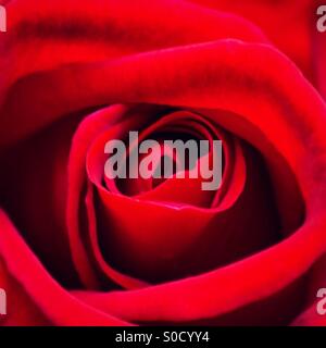Close up of a beautiful red rose Stock Photo