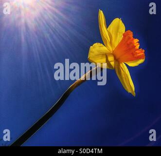 Single yellow daffodil, blue sky Stock Photo