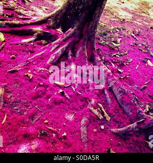 A pink carpet of fallen blossom petals is seen bellow the water apple tree (manzana de agua) in the jungle of Darién, Panama, 28 January 2015. Stock Photo