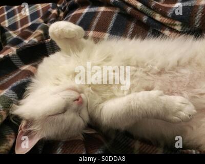 Angora white cat sleeping on her back Stock Photo