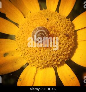 A snail perches on a yellow daisy flower in Prado del Rey, Sierra de Cadiz,Andalusia, Spain Stock Photo