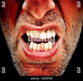 Adult male snarling Stock Photo
