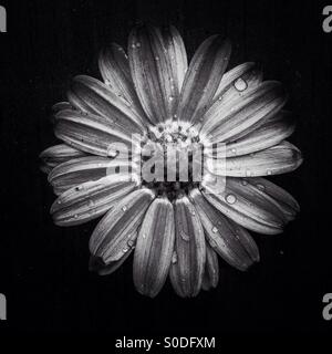 Daisy backwards flower black and white
