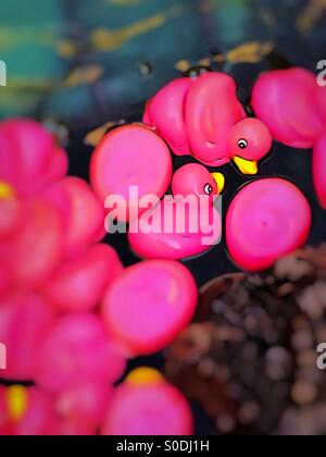 Pink Rubber Duckies Stock Photo