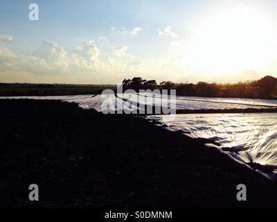 Potatoes being grown under fleece to accelerate growth, Bawdsey, Suffolk, UK. Stock Photo