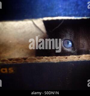 A cat with blue eyes looks from a box in Prado del Rey, Sierra de Cadiz, Andalusia, Spain Stock Photo