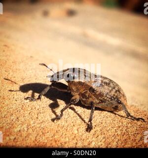 An elephant-beetle casts its shadow in Prado del Rey, Sierra de Cadiz, Andalusia, Spain Stock Photo
