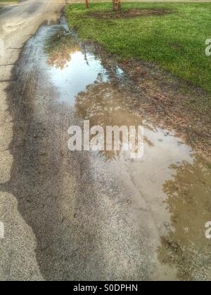 Pine trees in a rain puddle Stock Photo