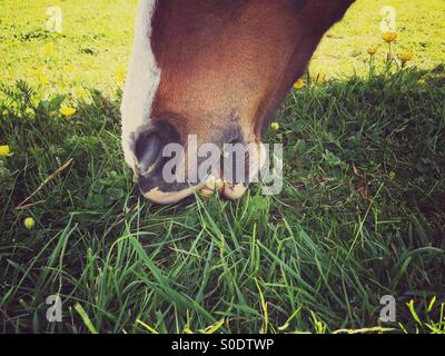 Horse eating grass Stock Photo