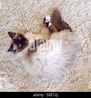 Birmancat relaxing on a carpet Stock Photo