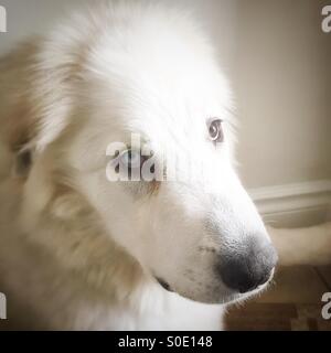 Close up portrait of six month old Great Pyrenees puppy dog with one light blue eye and one brown eye Stock Photo