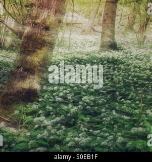 Sea of wild garlic in a wood in Devon Stock Photo