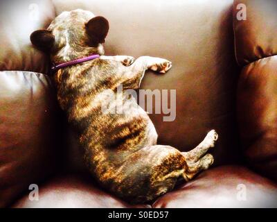 A sleeping french bulldog on a chair, as seen from above. Stock Photo