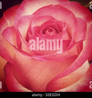 Close up of a pink and cream rose in bloom - love and beauty. Stock Photo