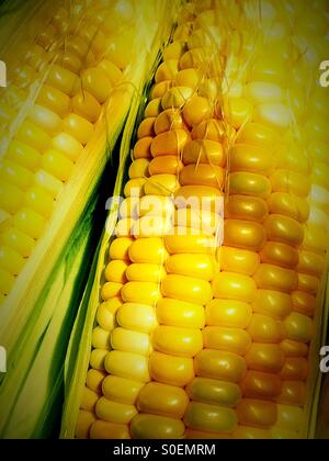 Ear of fresh sweet Corn Stock Photo