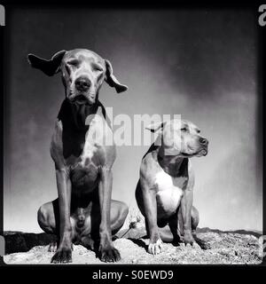 Black and white portrait of two dogs sitting on top of a rock, clear sky and ears blowing in the wind Stock Photo