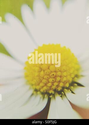 Close up of a daisy Stock Photo