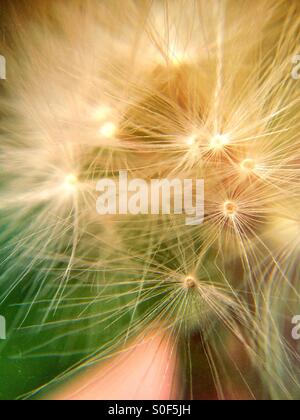 Close up of a dandelion clock Stock Photo