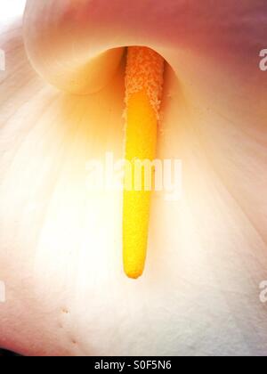 Close up of an aurm lily Stock Photo